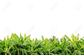 Download and use 10,000+ tree plantation stock photos for free. Green Banana Tree Leaves On Plantation Isolated On White Background Stock Photo Picture And Royalty Free Image Image 47333677