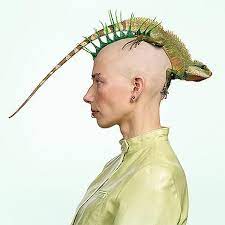 Iguana Mohawk Crazy Hair Hair Styles Beauty