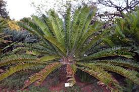 Image result for Zamiaceae