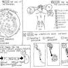 The endocrine system is a messenger system comprising feedback loops of the hormones released by internal glands of an organism directly into the circulatory system, regulating distant target organs. 1