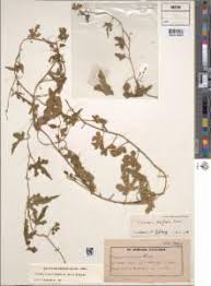 Image result for Cucumis zeyheri