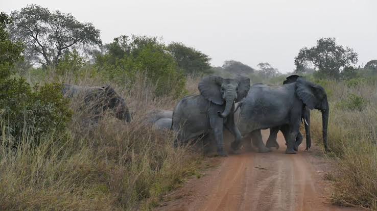 Pendjari National Park - All You SHOULD Know Before Going 2026 (with Reviews)