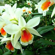 Orchideengarten Karge In Dahlenburg Den Mae Dawn Orchids Orchidee Orchideen Orchideen Orchideen Garten Pflanzen