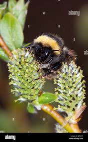 Image result for Bombus jonellus
