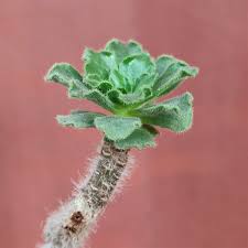 Image result for Smithia elliotii