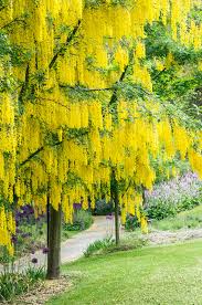 Image result for Laburnum