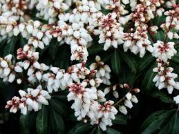 Image result for Pieris japonský bonfire obrázek