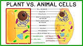 Maybe you would like to learn more about one of these? Plant Cell Vs Animal Cell Compare And Contrast Youtube