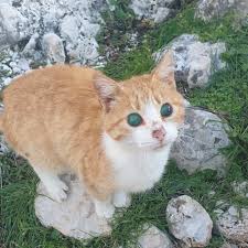 Encountered A Small Blind Cat While Hiking In Montenegro That Didn T Stop Her From Being Very Friendly Tabby Cat Orange Tabby Cats Cats