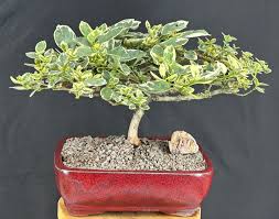 Image result for Premna senensis