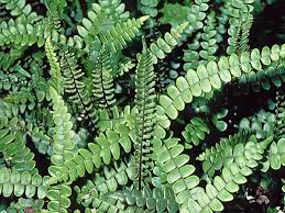 Image result for Blechnum