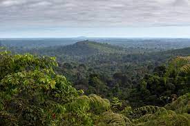 Amazon forests are more than a home for wildlife, it is a livelihood, a climate change barrier, and it the amazon rainforest is a moist, broadleaf forest. The End Of The Amazon Rainforest Has A Date 2260 Earth Journalism Network