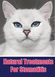 Natural Treatments For Feline Stomatitis Cat Health Problems Gum Disease Treatment Gingivitis Remedies