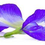 The species variously are indigenous to mexico central america and the caribbean and as far south as brazil but are grown as cosmopolitan ornamentals in warm regions. Flowers Name In Hindi And English 100 à¤« à¤² à¤• à¤¨ à¤®
