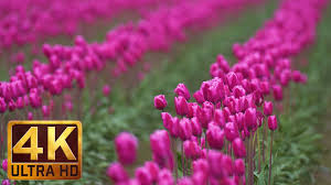 We did not find results for: 4k Flower Relax Video Skagit Valley Tulip Festival 4 Hrs Proartinc