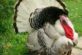 Birds That Look Like Turkeys Royal Palm Turkey Turkey Breeds Pet Birds Farm Animals