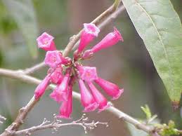 Image result for Cestrum