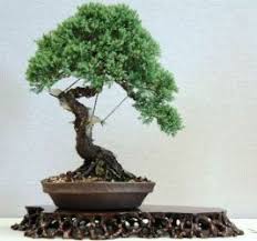 The pot is handmade by 9 greenbox, and includes enough soil, dirt, and rock for your plant's healthy growth. Best Bonsai Trees For Beginners Bonsai Mary