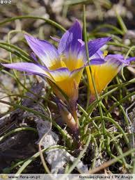 Image result for Romulea camerooniana