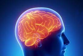 Increase In Enteroviral Meningitis Cases In Garden Route District Garden Route District Municipality