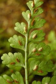 Image result for Asplenium simii