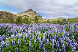 Random rhythm definition random rhythm is one of the five types of visual rhythm. Repetition In Photography Composition Pattern Rhythm Phototraces