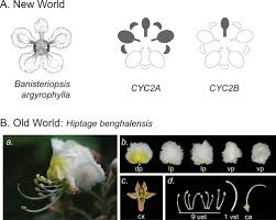 Image result for Flabellariopsis acuminata