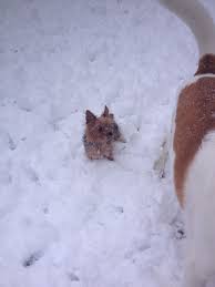 Our services range from dog walking to pet sitting, pet boarding and house sitting. We Love Pets Derby The Y Guide