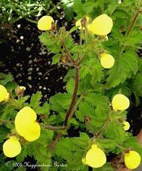 Image result for Calceolaria tripartita