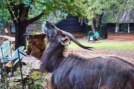 Tripadvisor has 13,549 reviews of eswatini (swaziland) hotels, attractions, and restaurants making it your best eswatini (swaziland) resource. Urlaub In Eswatini Swasiland Ein Roadtrip Durch Das Letzte Absolutistische Konigreich Afrikas