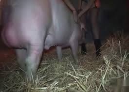 Find everything you need on your shopping list, whether you browse online or at one of our party stores, at an affordable price. Animal Sex Party