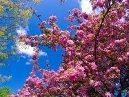 Check spelling or type a new query. Pianta Con Fiori Rosa Fiori Delle Piante Pianta Dai Fiori Rosa Caratteristiche
