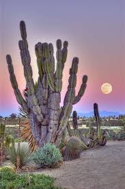 Cactus Garden Cactus Garden Beautiful Nature Cactus