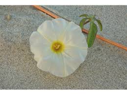 Image result for Ipomoea stolonifera