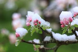Wann der apfelbaum konkret blüht, hängt tatsächlich von seiner sorte. Apfelbaumblute Keine Blute Oder Frostschaden Plantura