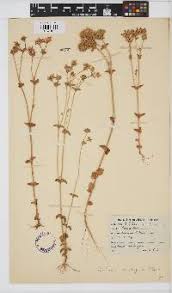Image result for Sclerocarpus africanus
