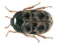 Zum verkauf wohnung 2 zimmer in budapest. Khaprakafer Bekampfen Schadlingsbekampfung Khaprakafer Durch Kammerjager