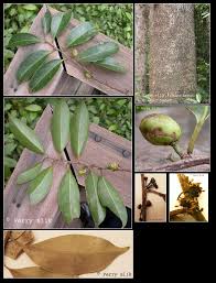 Image result for Drypetes