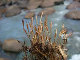 Image result for Podostemaceae