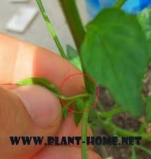 Biber Koltuk Alma Biber Domatesler Koltuklar