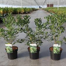 Image result for Pittosporum tobira