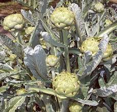 Artichokes are planted at different times of the year, depending on the climate. Organic Artichoke Plants