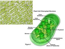 We did not find results for: Photosynthesis And Transpiration Flashcards Quizlet
