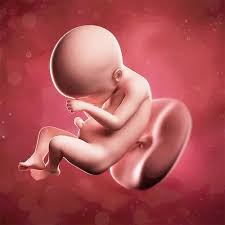 Semana 23 De Embarazo Ya Es Todo Un Bebe