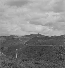 Image result for Tricalysia vanroechoudtii