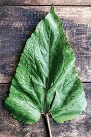 Image result for Oxygonum