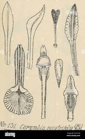 Image result for Corymborkis corymbis
