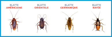 Elle aime la chaleur.info exterminateur. Cafards Blattes Toutes Nos Informations Docteur Nuisibles