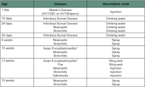 hyline vaccination chickens genetics poultry eggs diseases