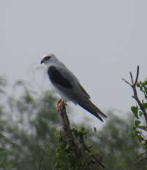 Black Bird With White Tail Feathers White Tail Kite White Tail Kite Bird